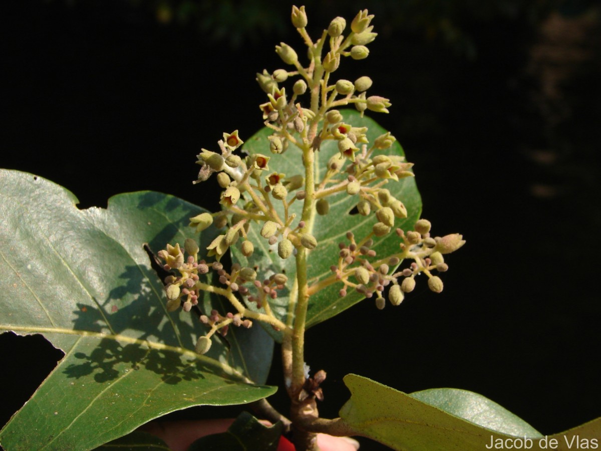 Heritiera littoralis Aiton